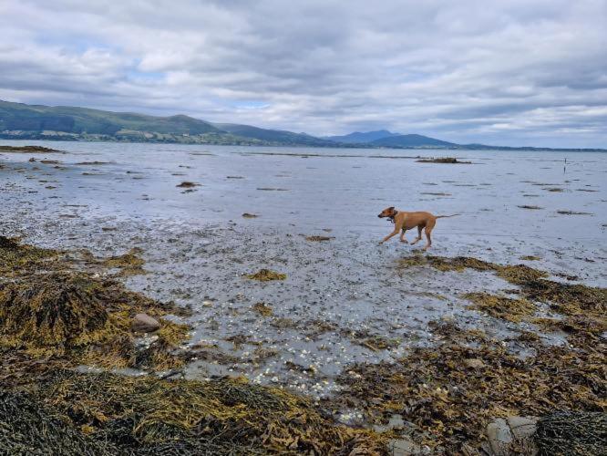 Carlingford Mountain And Sea Views Διαμέρισμα Εξωτερικό φωτογραφία